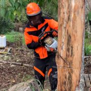 Tree Surgeon Banner 002 1024x896 1