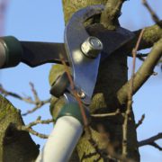 Tree Surgeon Pruning Wilmslow
