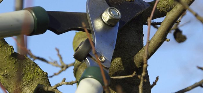 Tree Surgeon Pruning Wilmslow