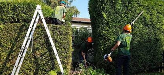 Tree Surgeon hedge trimming Wrexham