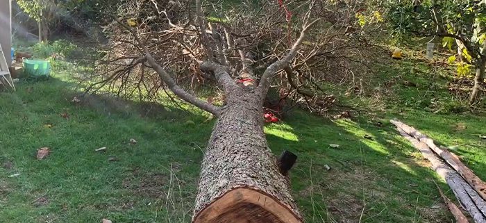 Tree Surgeon removal felling cutting Wilmslow